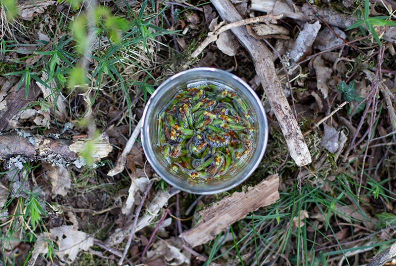 bourgeons gemmotherapie hêtre en fleur