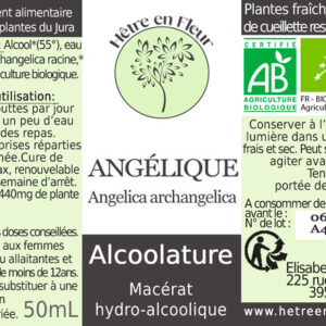 angélique hêtre en fleur