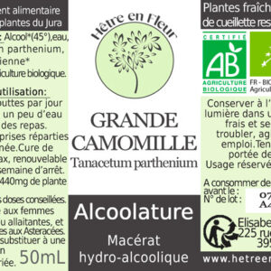 grande camomille hêtre en fleur