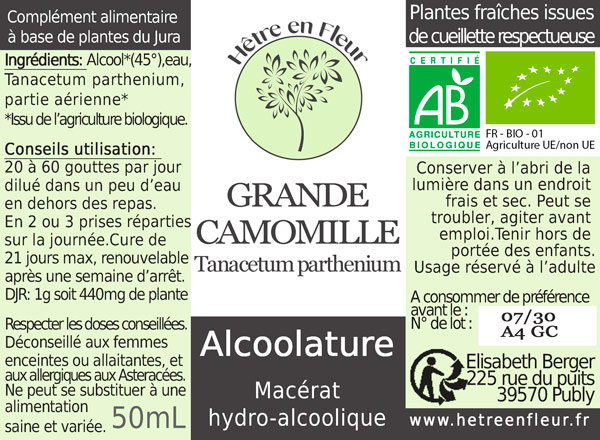 grande camomille hêtre en fleur