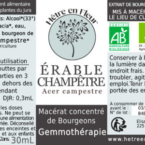 hetre en fleur