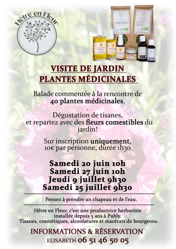 hetre en fleur