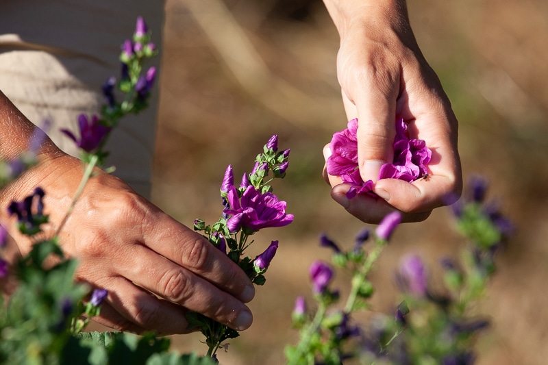 Hetre en fleur